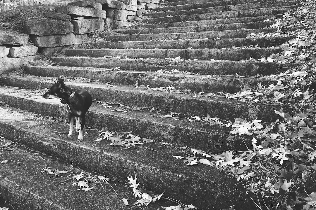 Article sur le coaching